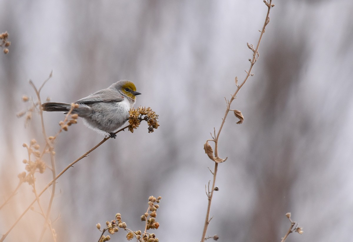 Verdin - ML628726670
