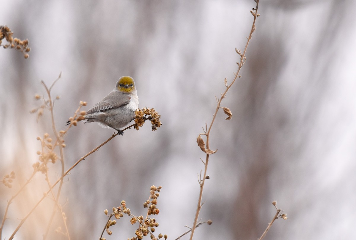 Verdin - ML628726671