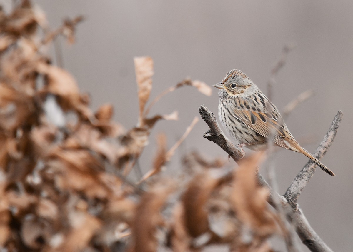 Lincoln's Sparrow - ML628726679