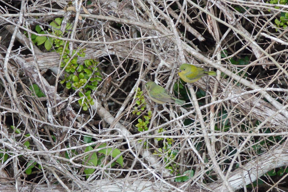 Painted Bunting - Blythe Brown