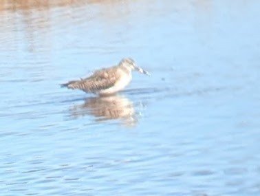 Lesser Yellowlegs - ML628726855