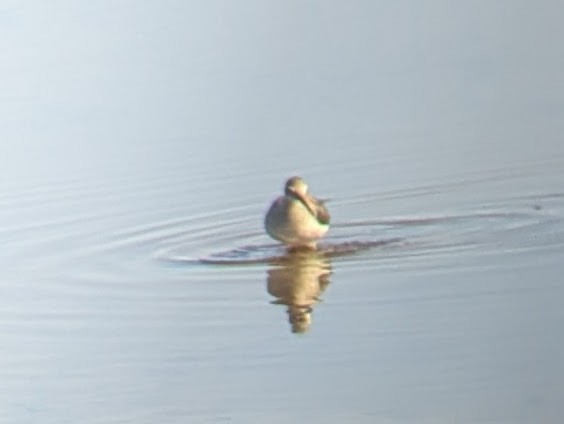 Lesser Yellowlegs - ML628726856