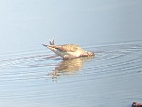 Lesser Yellowlegs - ML628726857