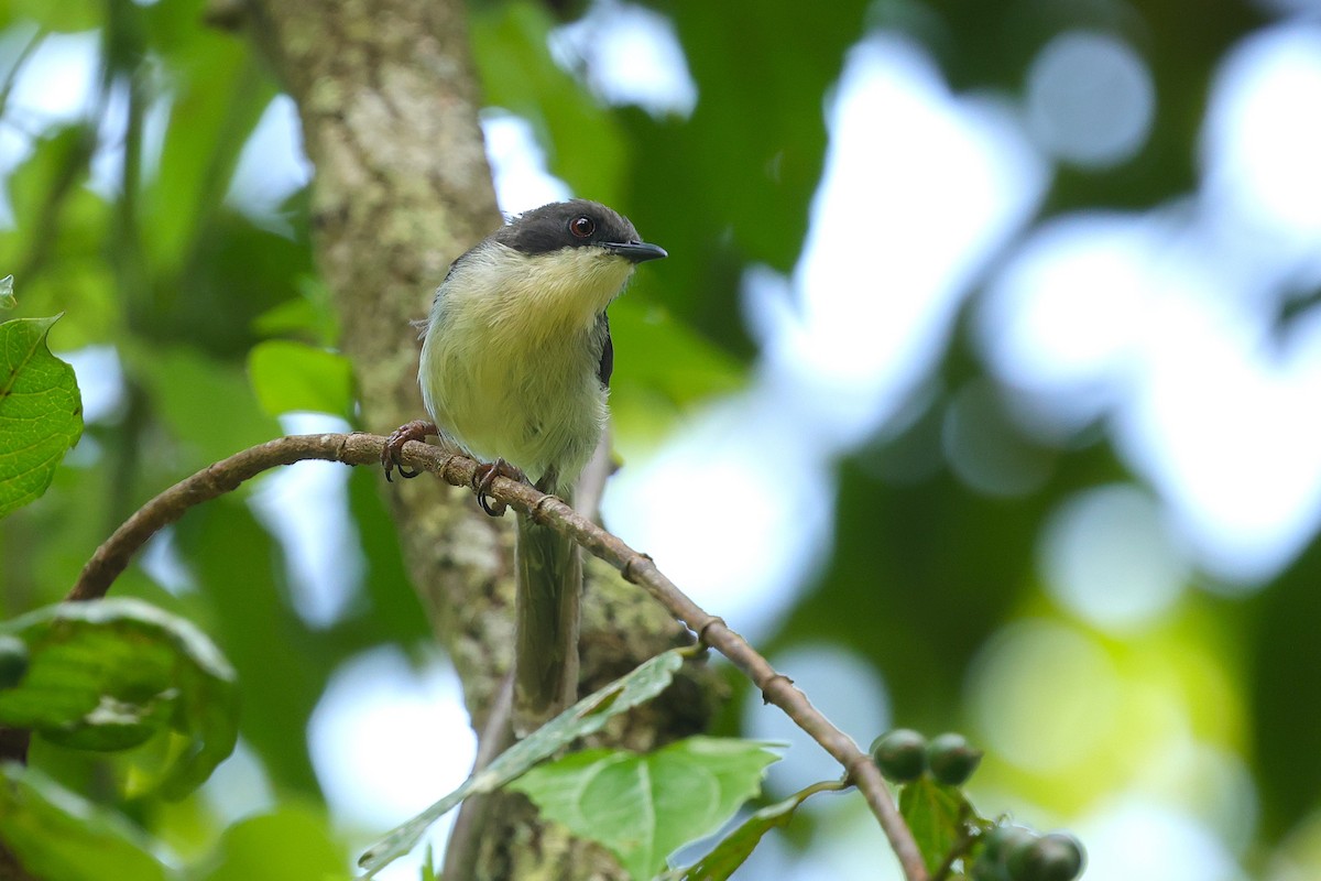 Black-headed Apalis - ML628727091
