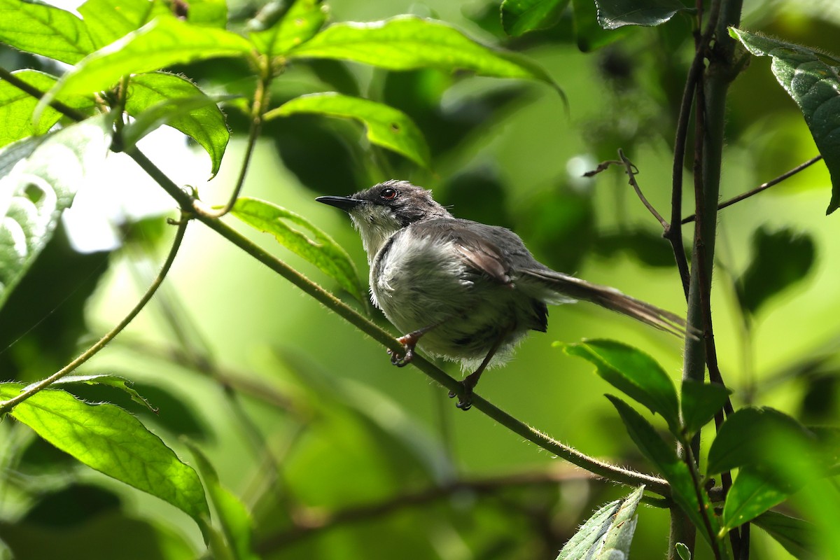 Black-headed Apalis - ML628727093