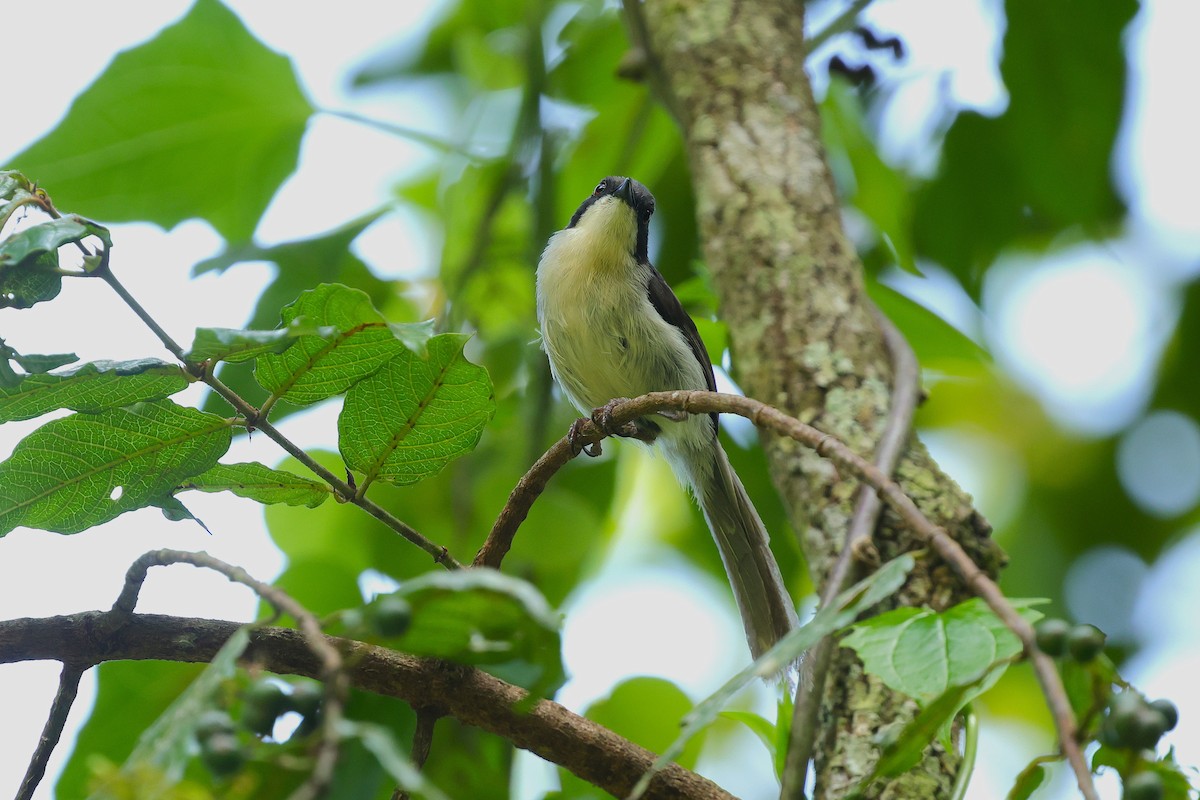 Black-headed Apalis - ML628727094