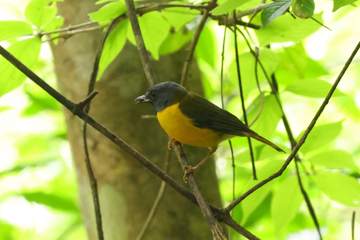 White-starred Robin - Fikret Ataşalan