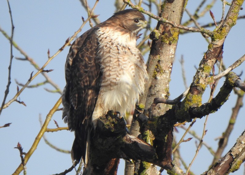 Red-tailed Hawk - ML628727710