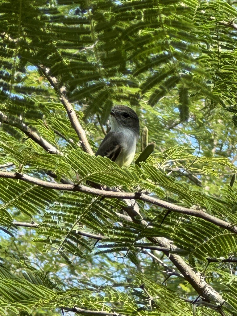 Lesser Antillean Flycatcher - ML628727782