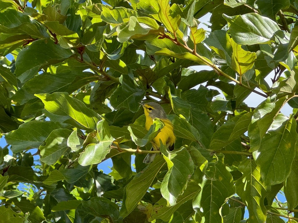 Barbuda Warbler - ML628727793