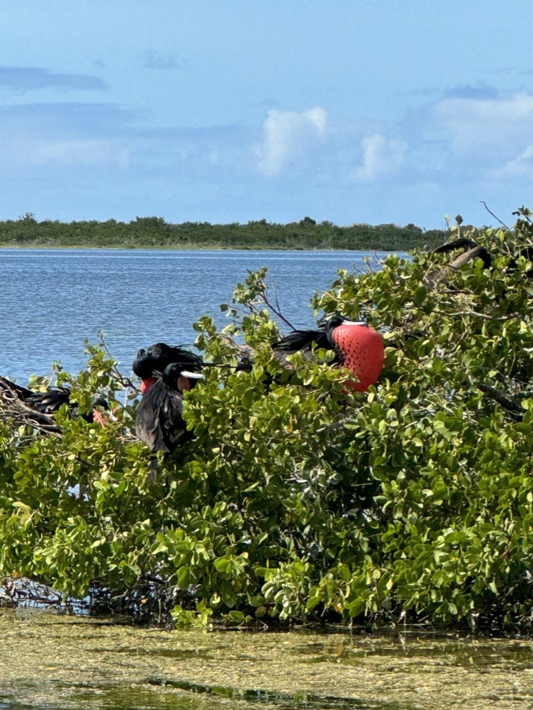Magnificent Frigatebird - ML628727840