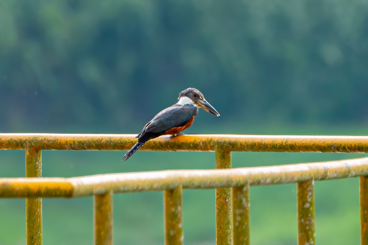 Ringed Kingfisher - ML628727974