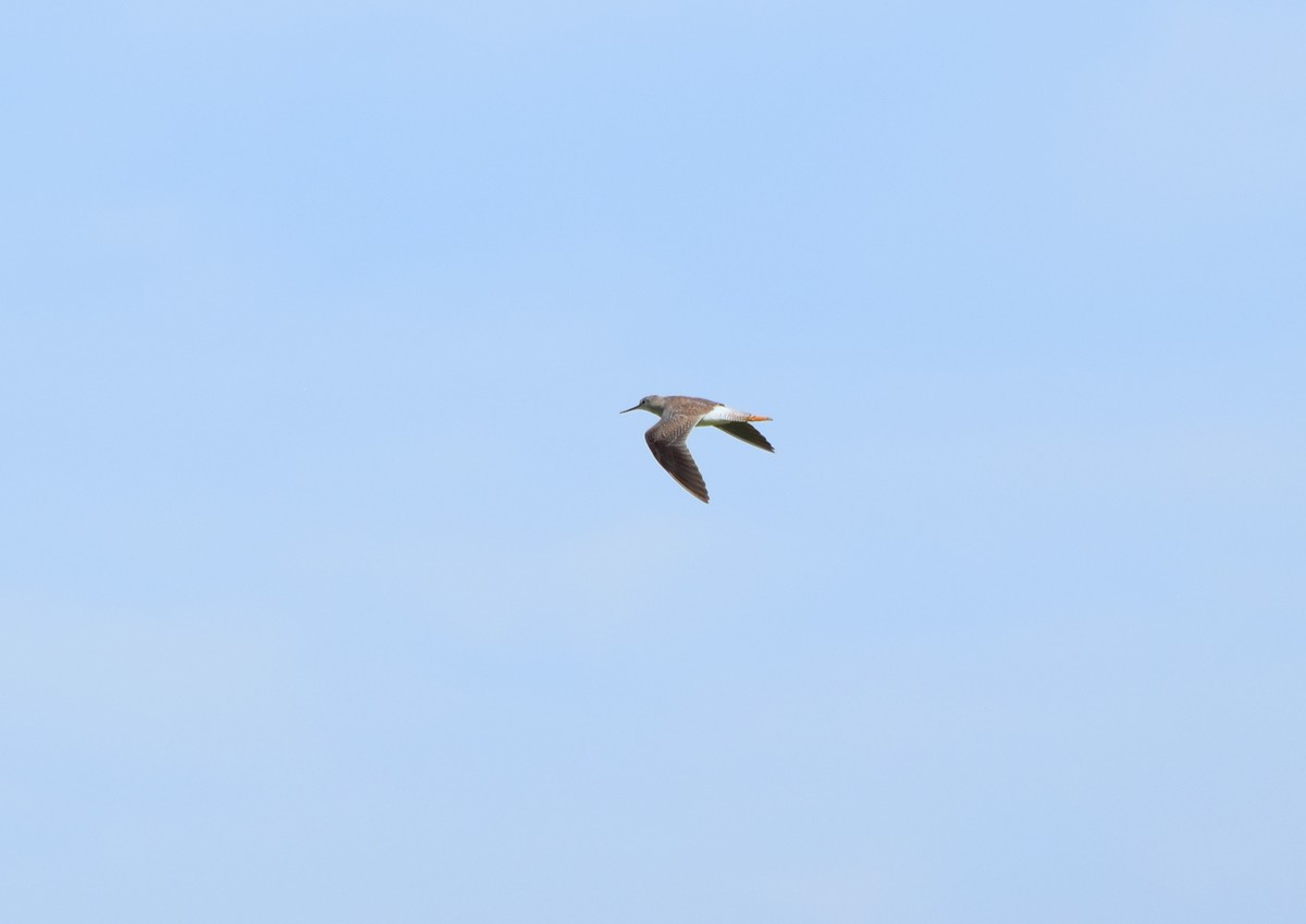 Lesser Yellowlegs - ML628728065