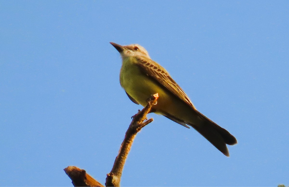Tropical Kingbird - ML628728450