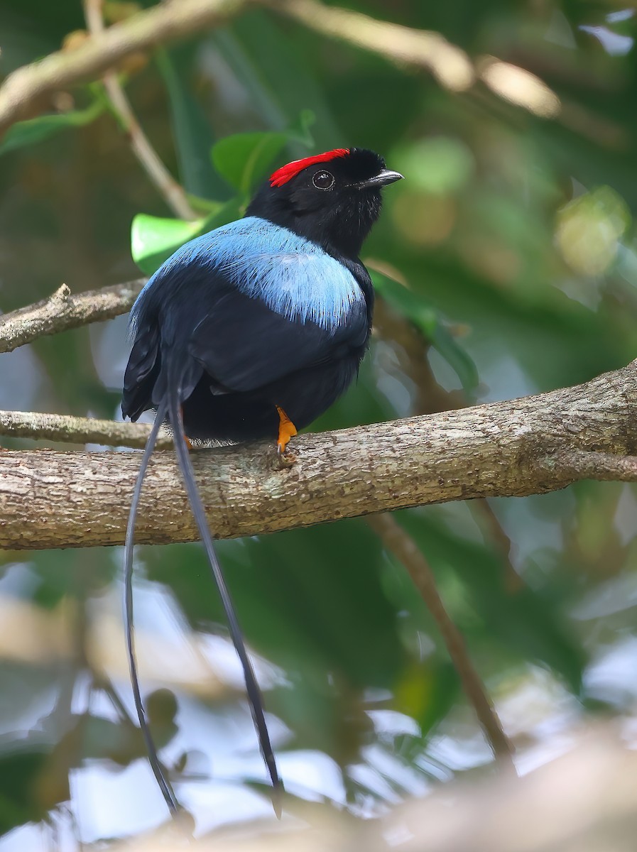 Long-tailed Manakin - ML628728467