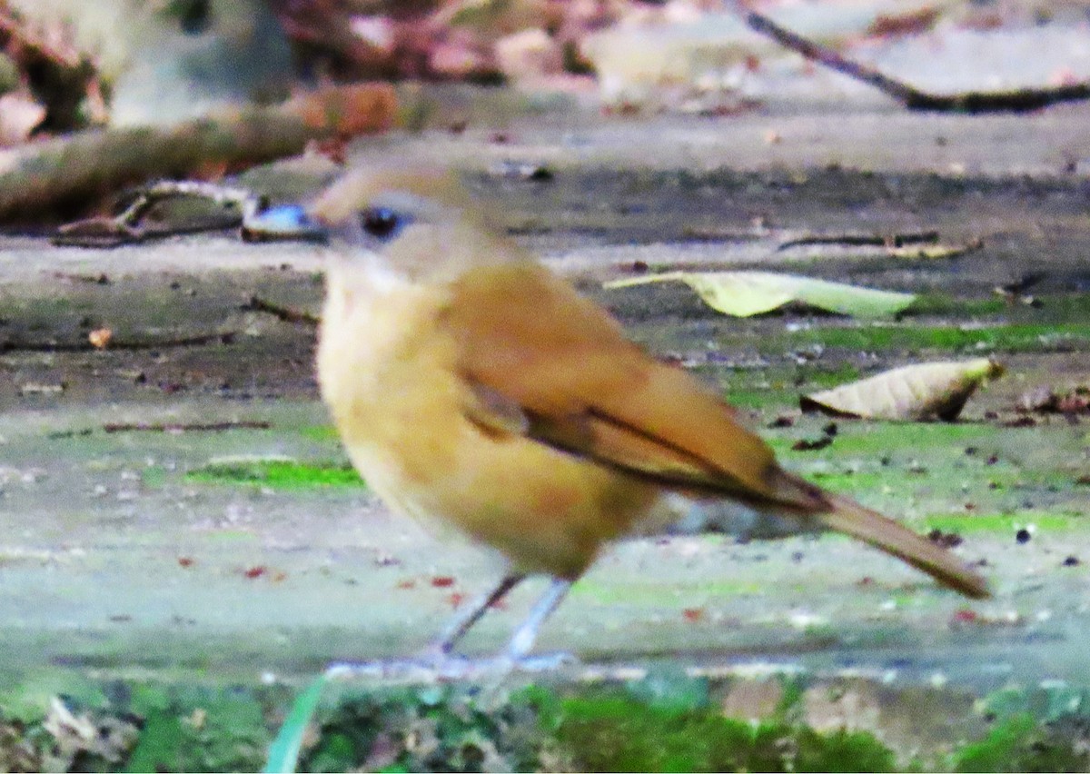 Cocoa Thrush - ML628728471