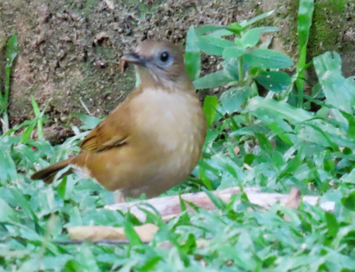 Cocoa Thrush - ML628728514