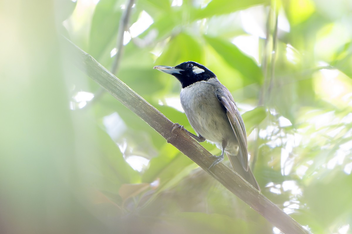 Black-throated Shrikebill - ML628728561