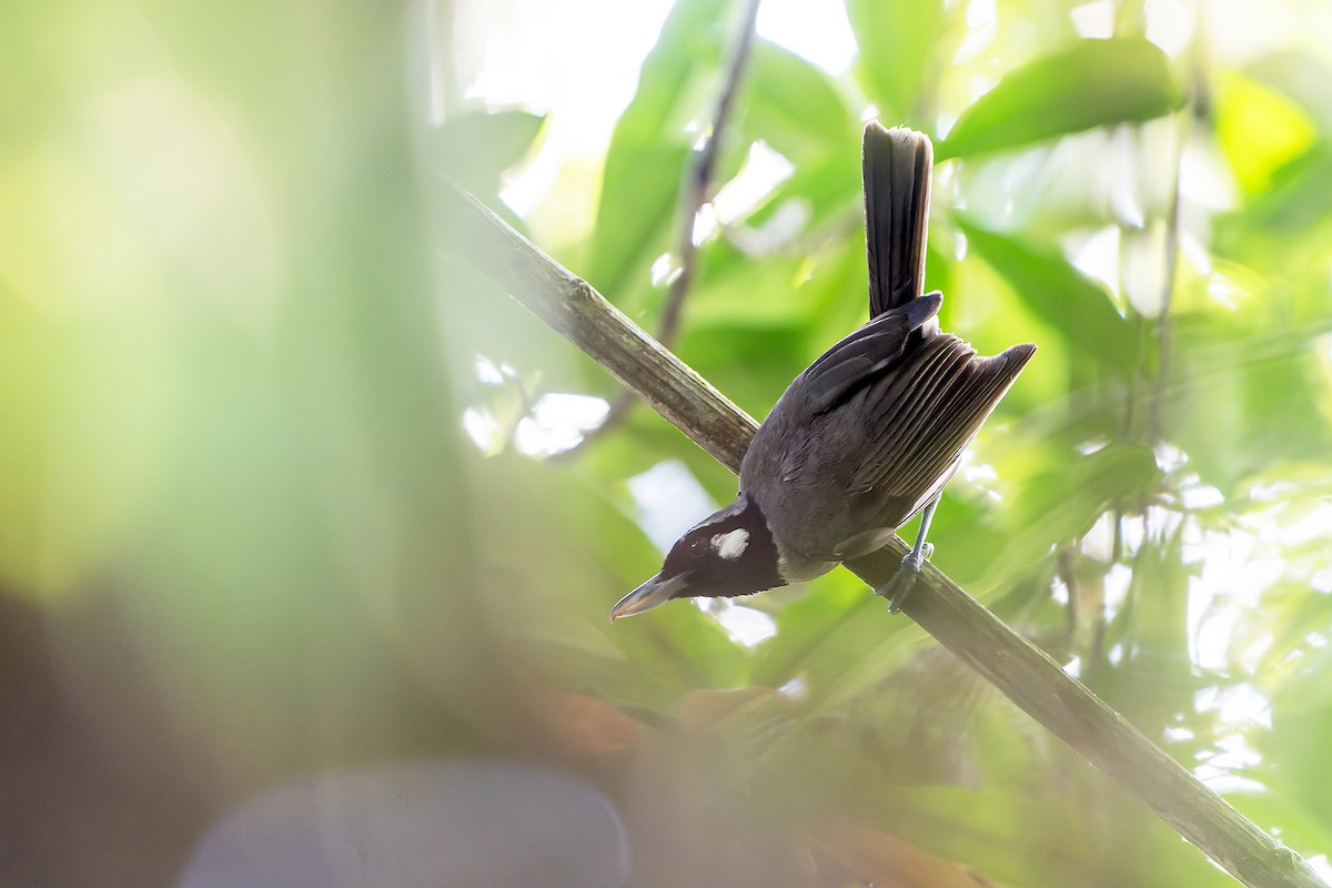 Black-throated Shrikebill - ML628728562