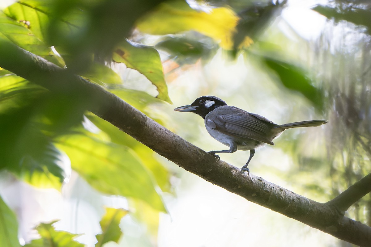 Black-throated Shrikebill - ML628728563