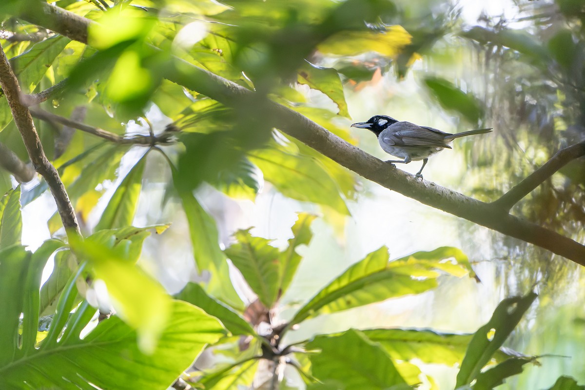 Black-throated Shrikebill - ML628728564