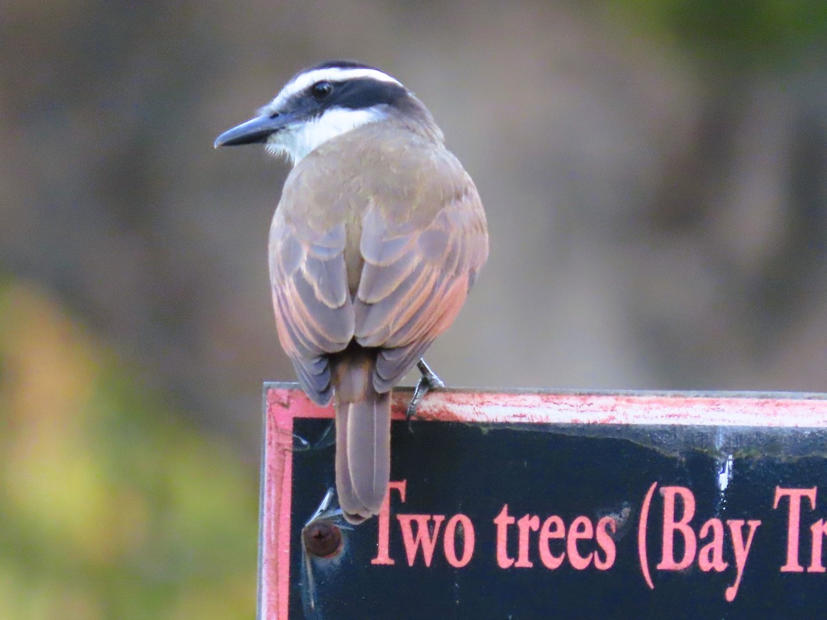 Great Kiskadee - ML628728596