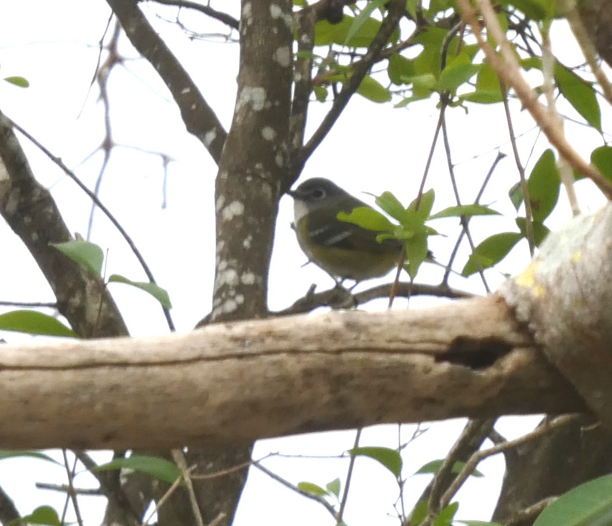 Blue-headed Vireo - ML628728598