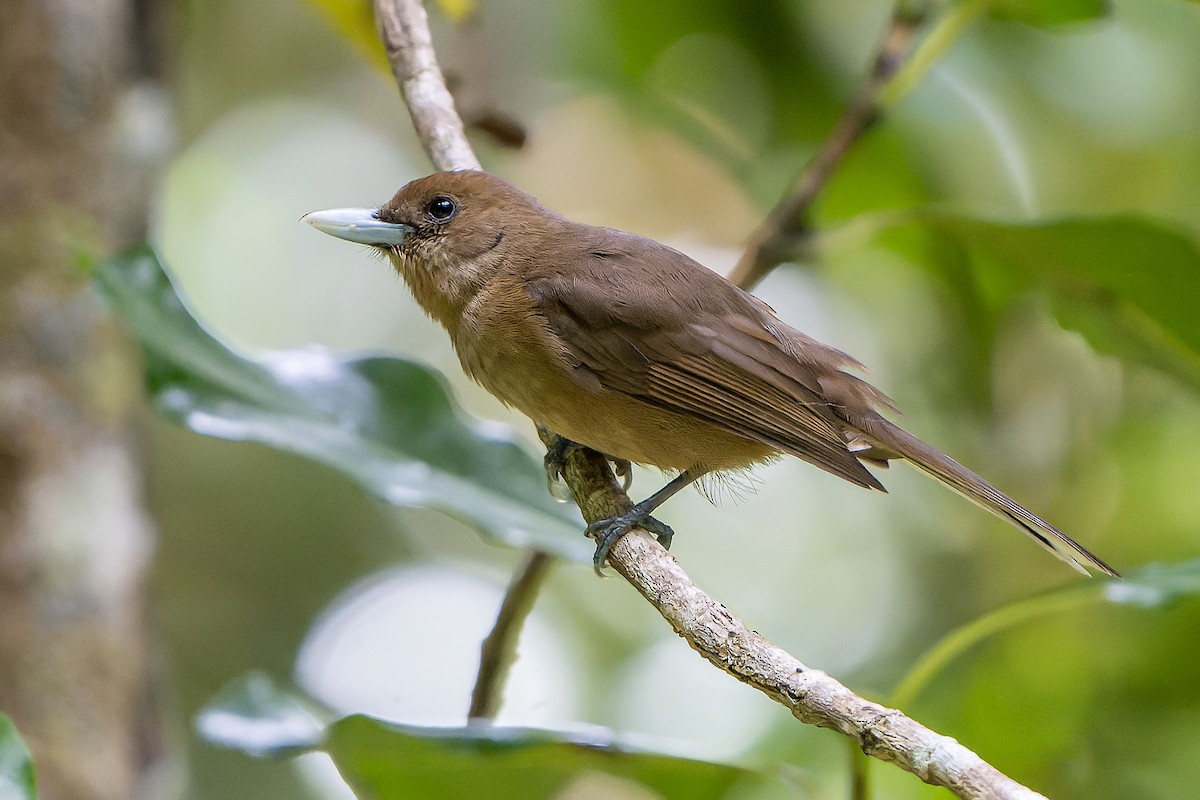 Southern Shrikebill - ML628728719