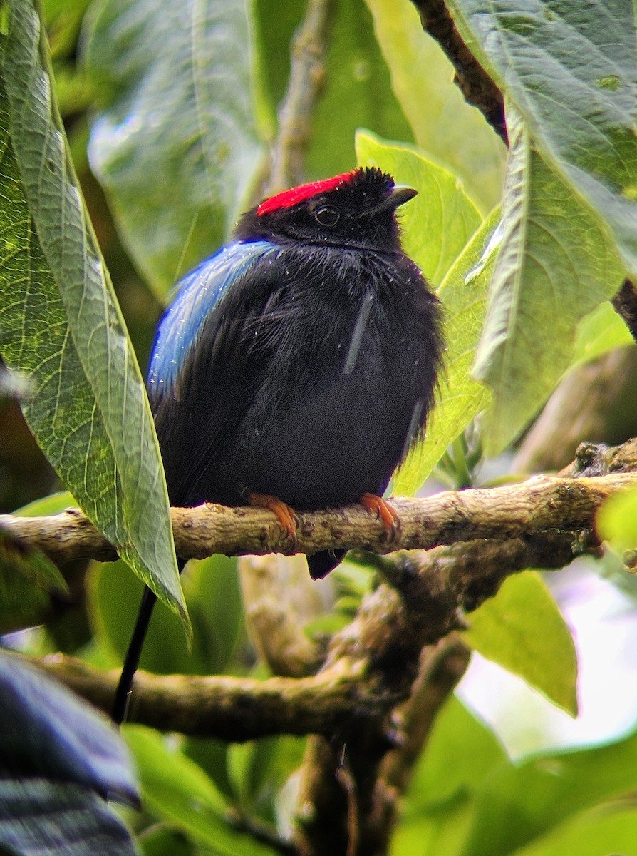 Long-tailed Manakin - ML628728730