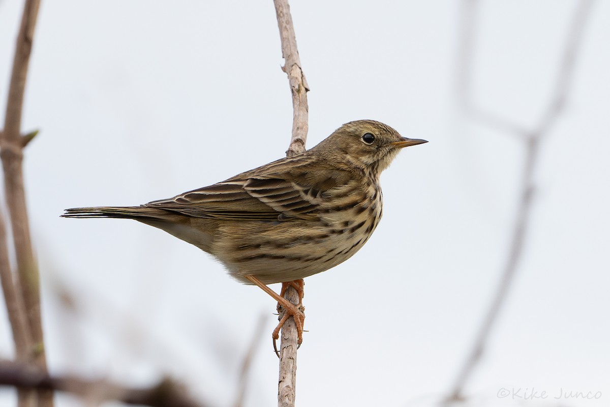 Meadow Pipit - ML628728732