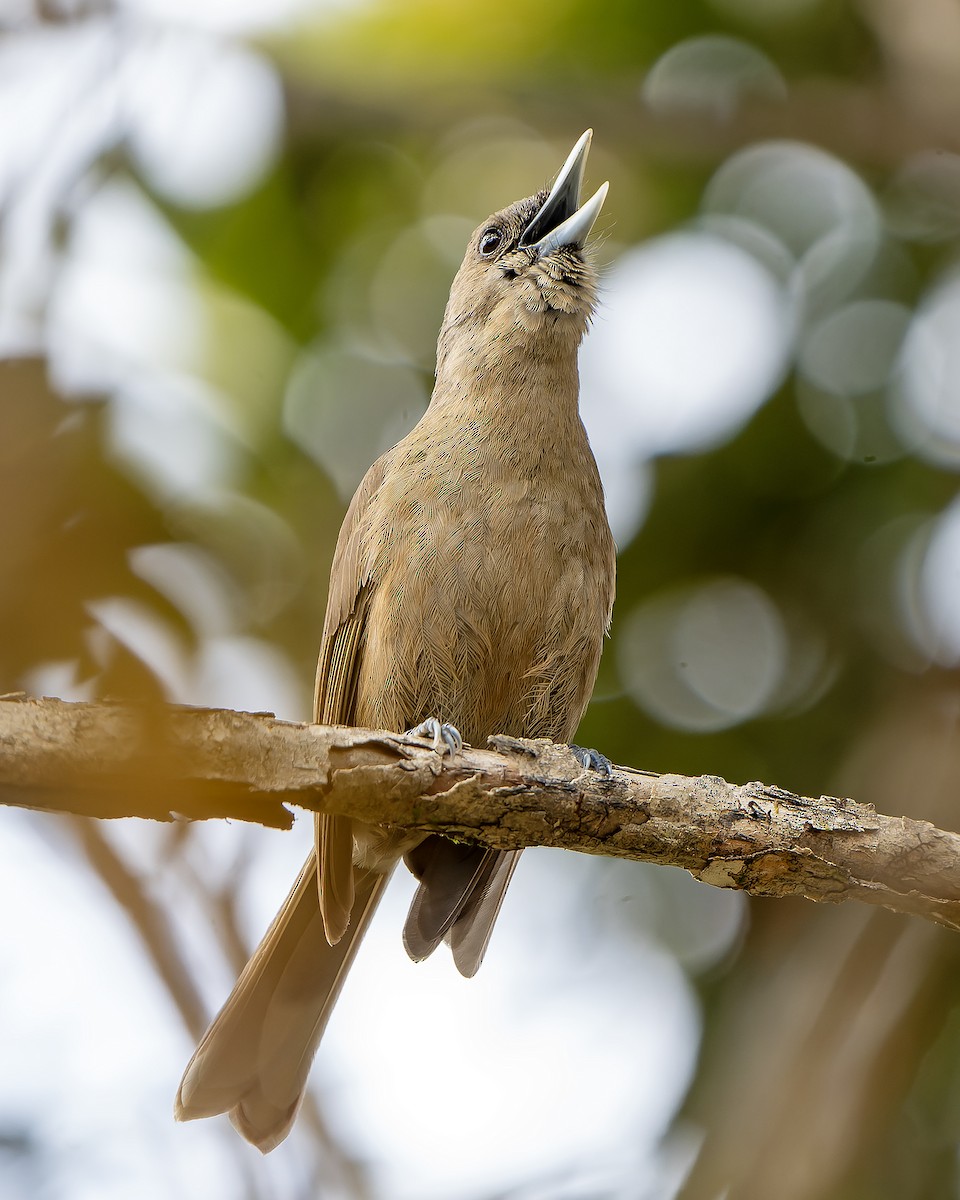 Southern Shrikebill - ML628728826