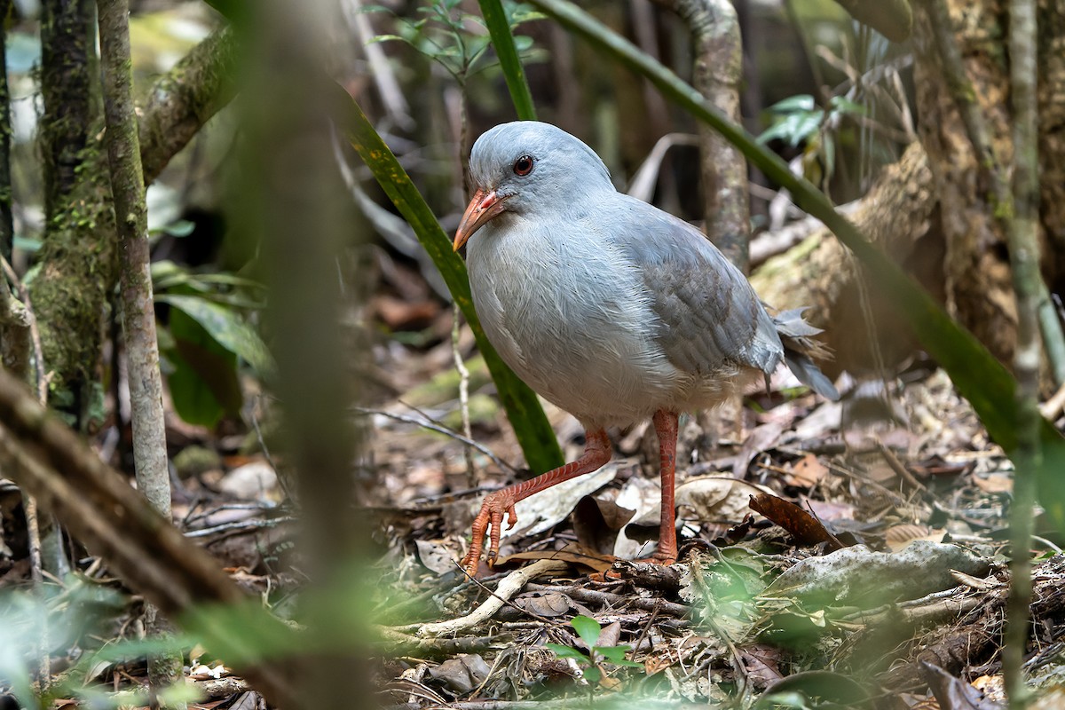 Kagu - ML628728929