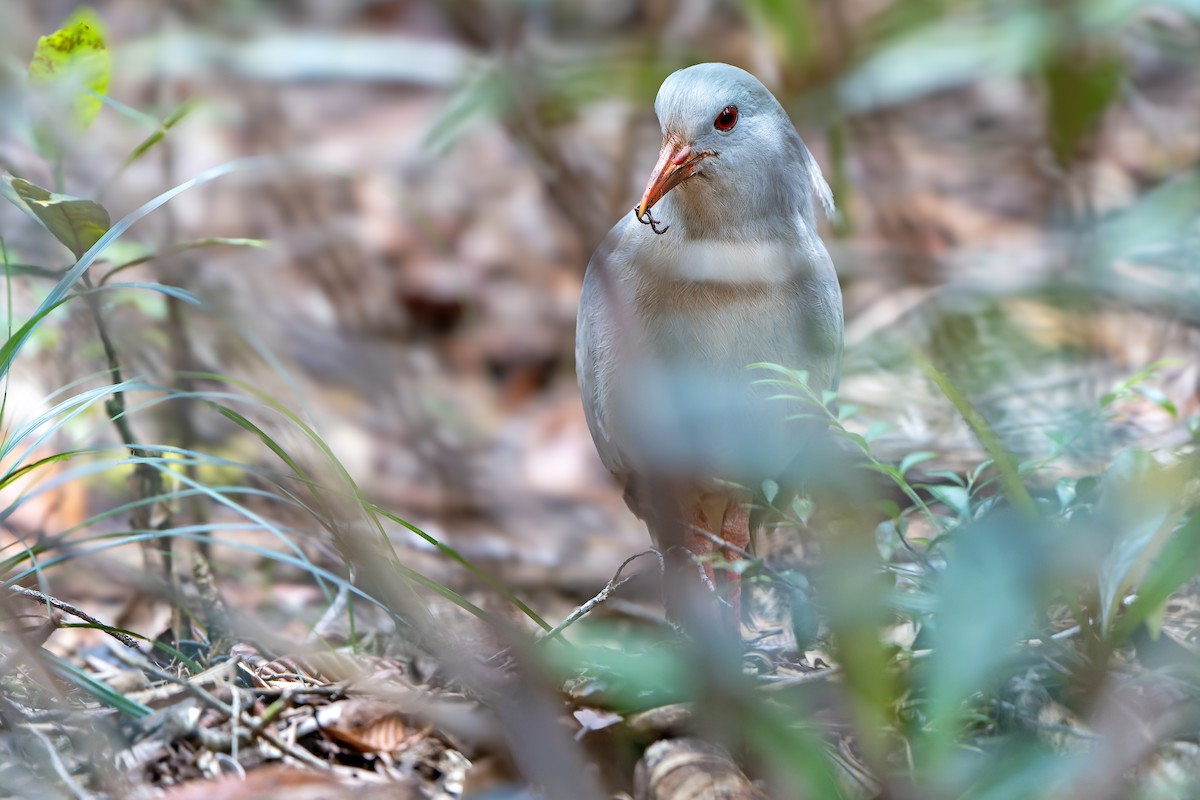 Kagu - ML628728931