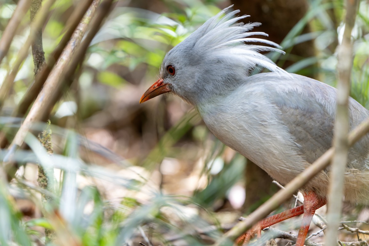 Kagu - ML628728968