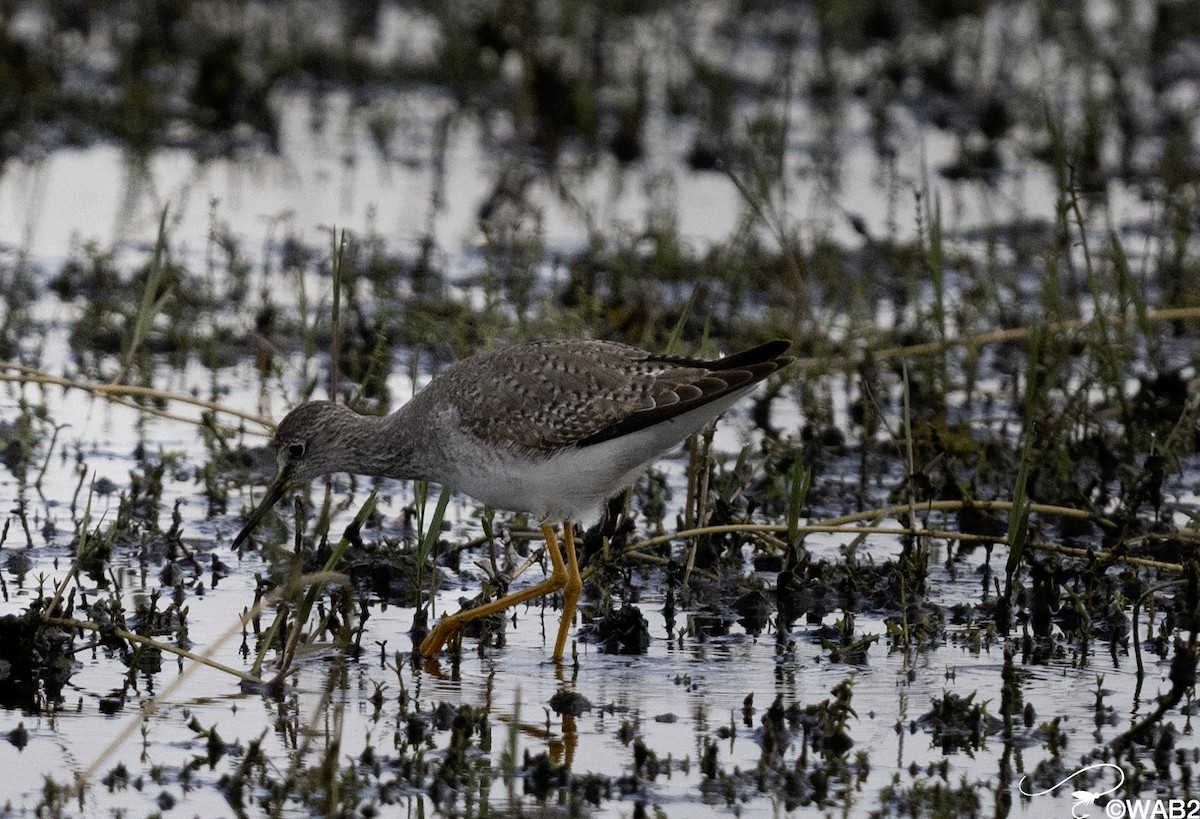 Lesser Yellowlegs - ML628728971