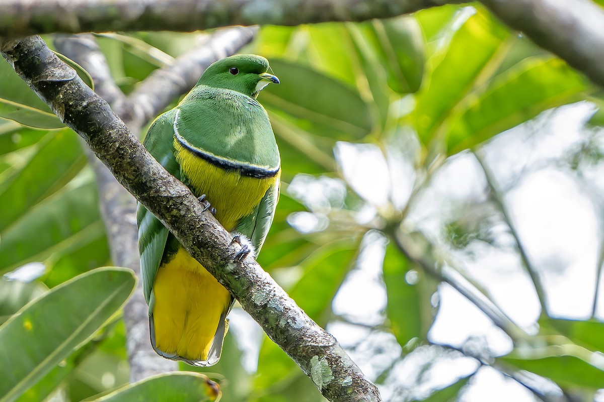 Cloven-feathered Dove - ML628729038