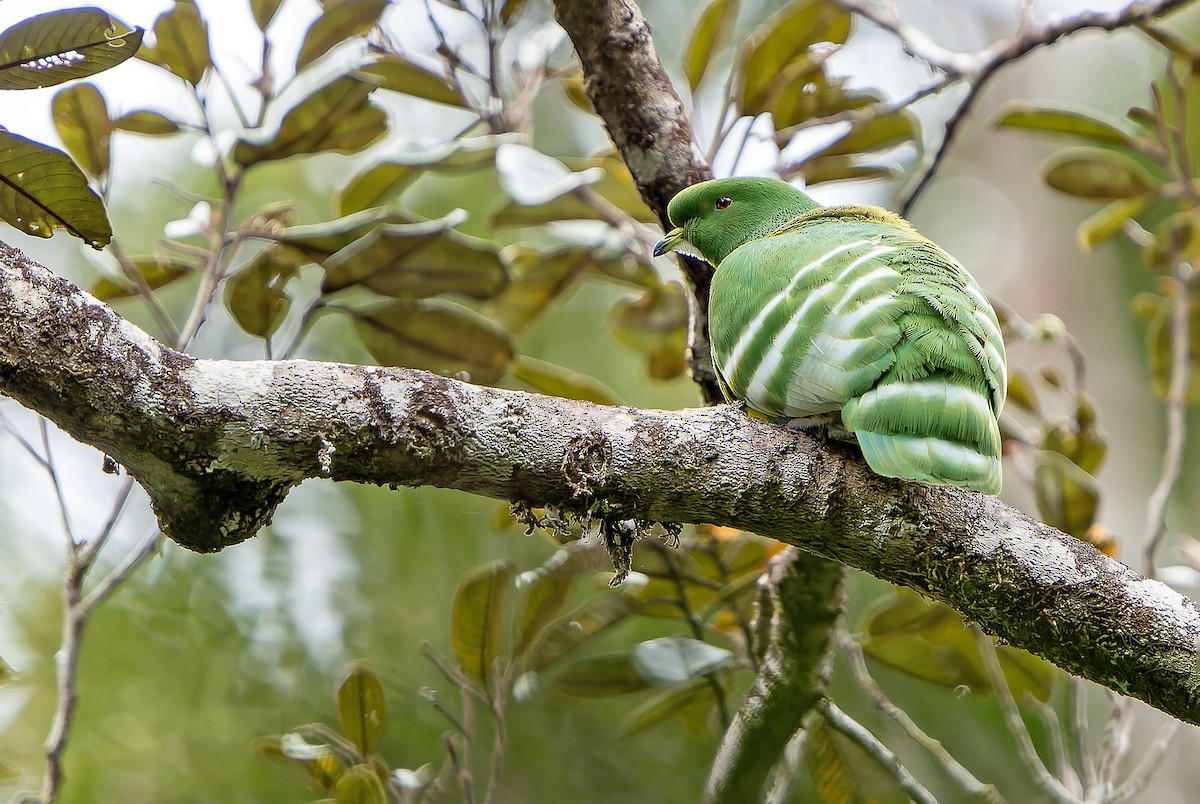 Cloven-feathered Dove - ML628729044
