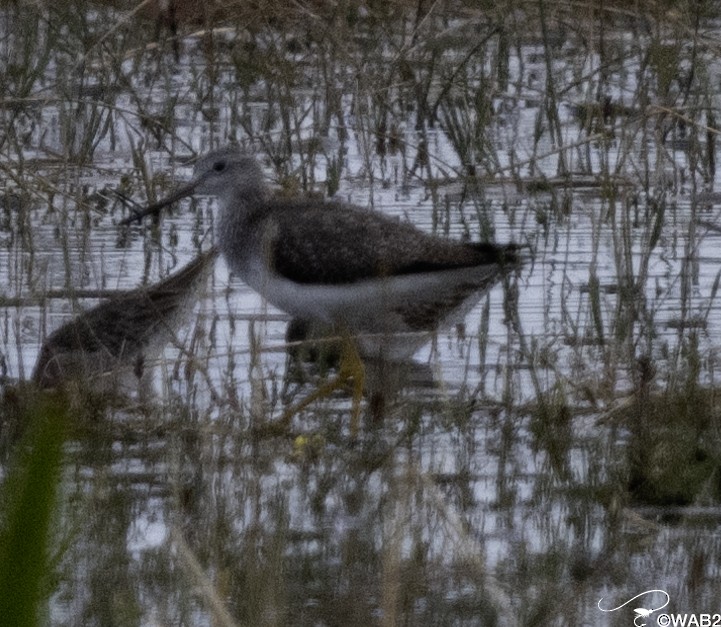 Lesser Yellowlegs - ML628729094