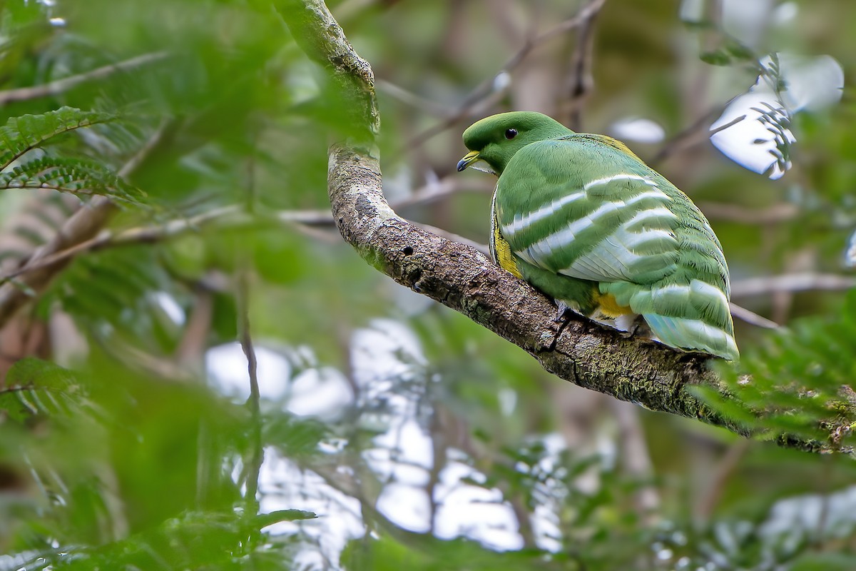 Cloven-feathered Dove - ML628729271