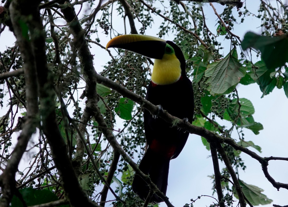 Toucan tocard - ML628729334