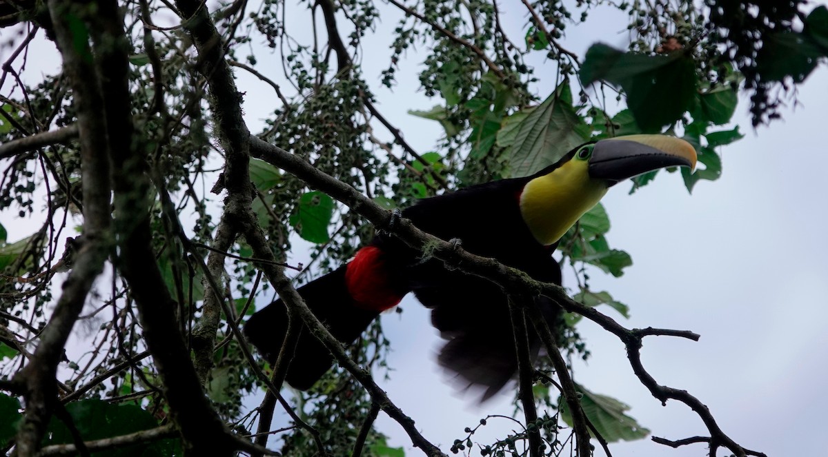Toucan tocard - ML628729337