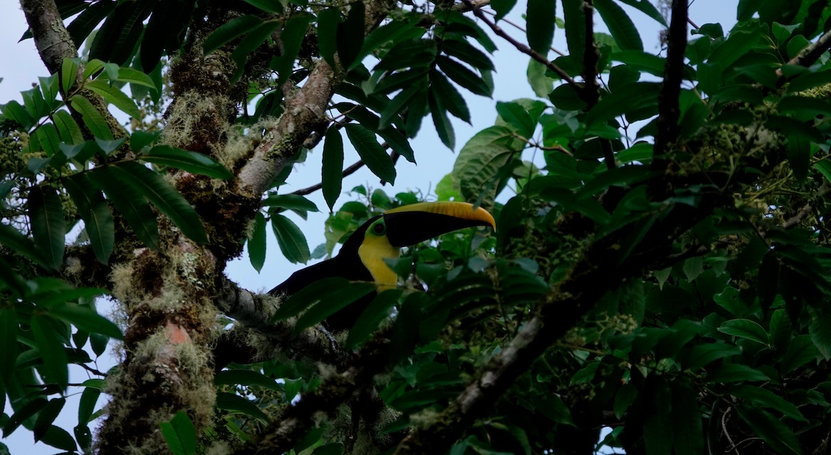 Toucan tocard - ML628729341