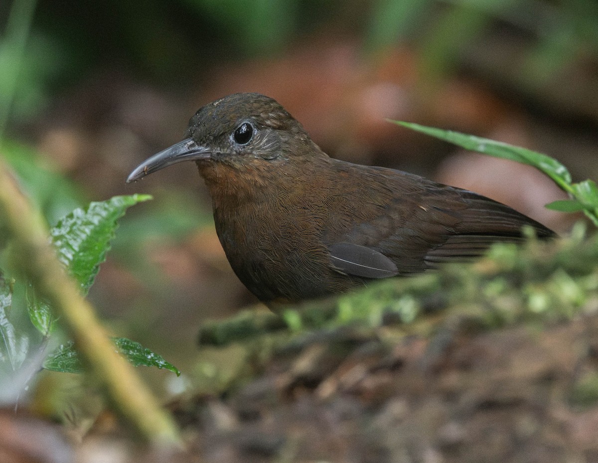 South American Leaftosser - ML628729342