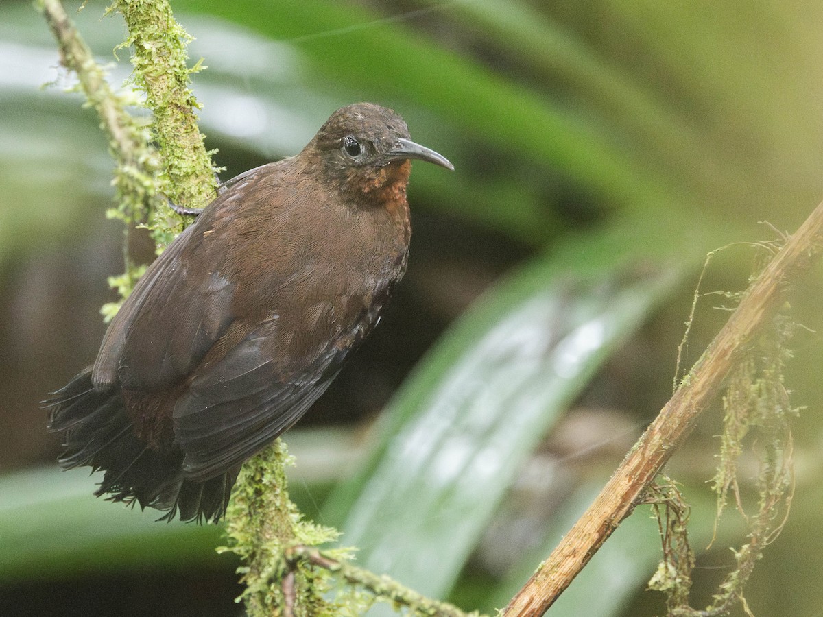 South American Leaftosser - ML628729343