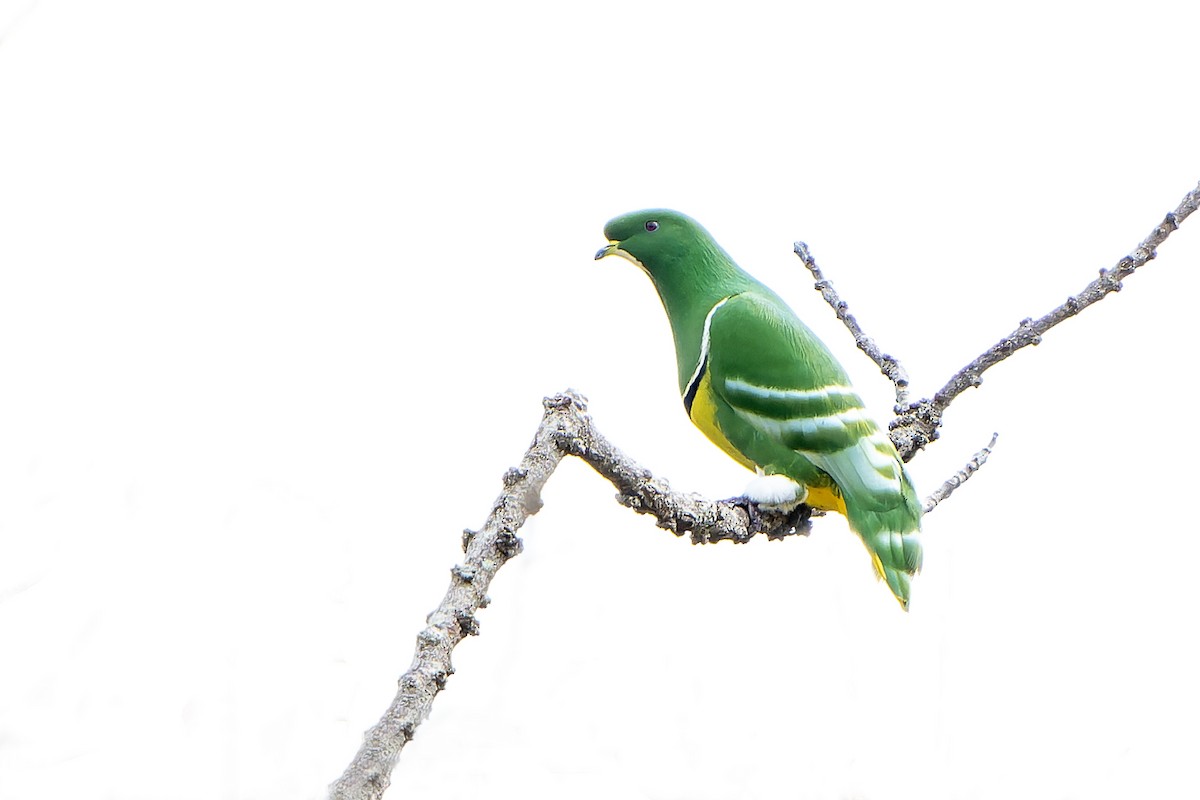 Cloven-feathered Dove - ML628729389