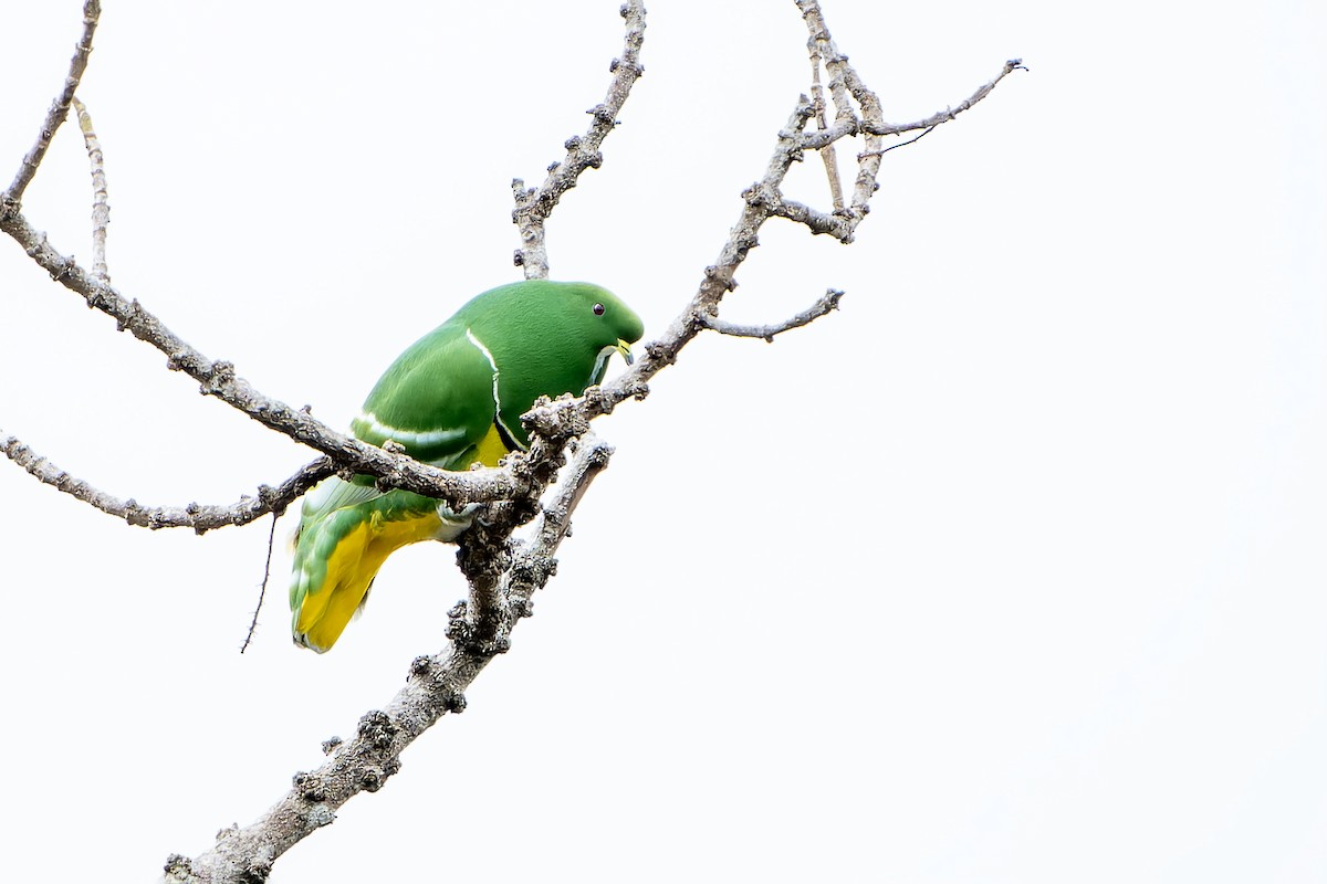 Cloven-feathered Dove - ML628729396