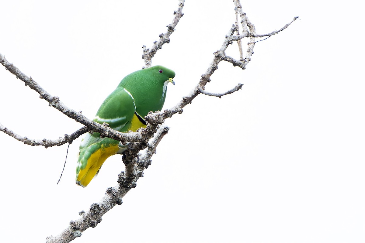 Cloven-feathered Dove - ML628729397