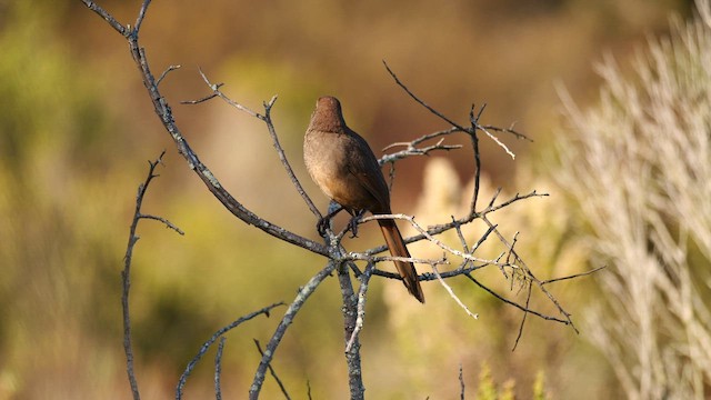 California Thrasher - ML628729423