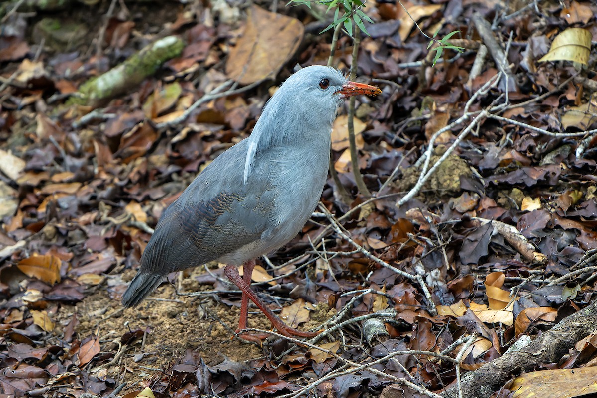 Kagu - ML628729452