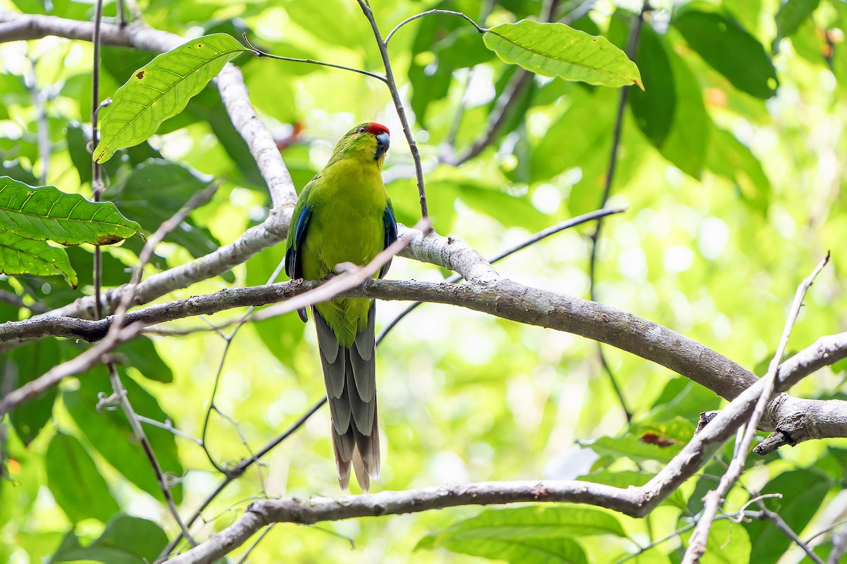 New Caledonian Parakeet - ML628729472